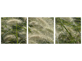 panoramic-3-piece-canvas-print-ornamental-grass-in-the-wind