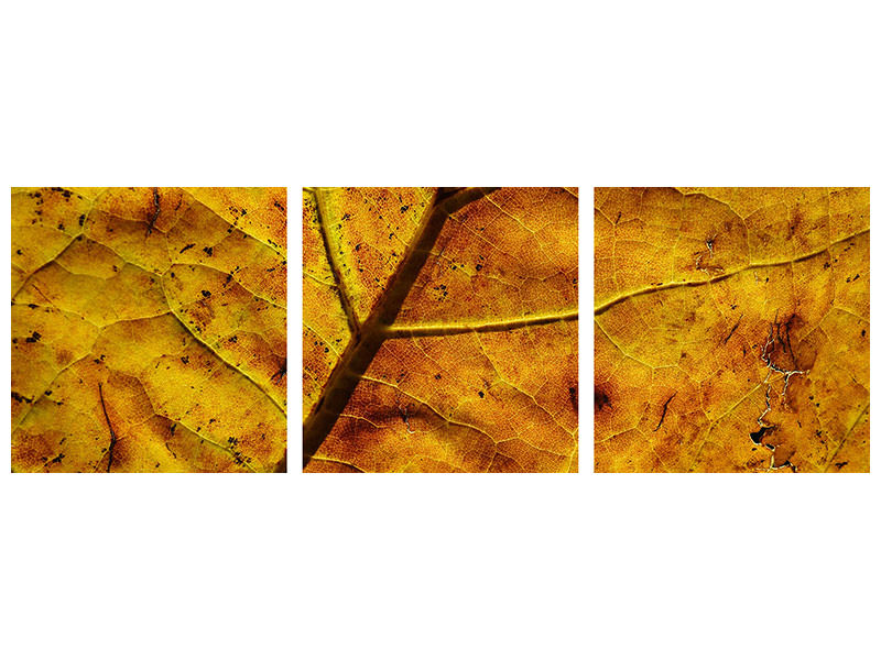 panoramic-3-piece-canvas-print-the-autumn-leaf