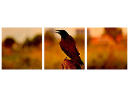 panoramic-3-piece-canvas-print-the-crow-in-the-evening-light