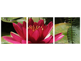 panoramic-3-piece-canvas-print-water-lily-in-red