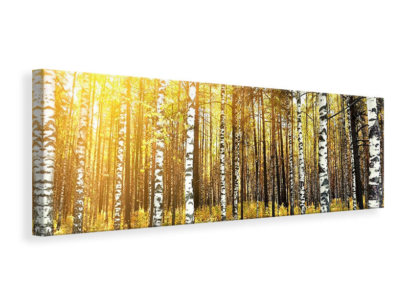 panoramic-canvas-print-birch-forest