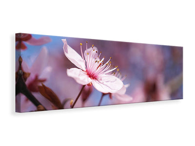 panoramic-canvas-print-close-up-cherry-blossom