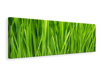 panoramic-canvas-print-grass-in-morning-dew