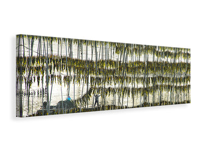 panoramic-canvas-print-harvesting-kelp