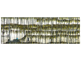 panoramic-canvas-print-harvesting-kelp