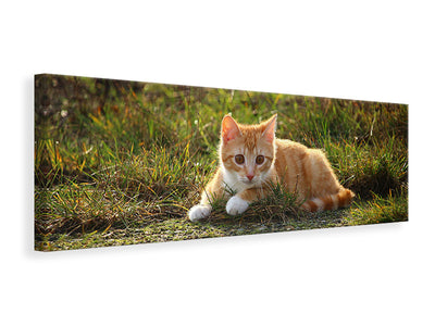 panoramic-canvas-print-kitten-in-nature