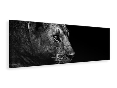 panoramic-canvas-print-lion