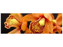 panoramic-canvas-print-orchids-with-orange-flowers