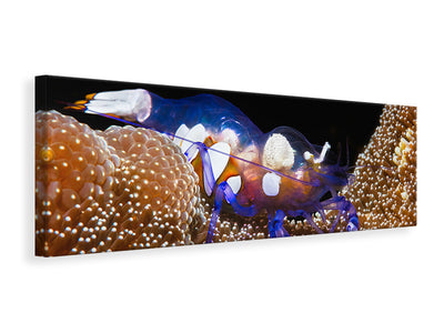 panoramic-canvas-print-peacock-tail-anemone-shrimp