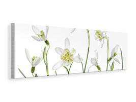 panoramic-canvas-print-spring-snowdrops