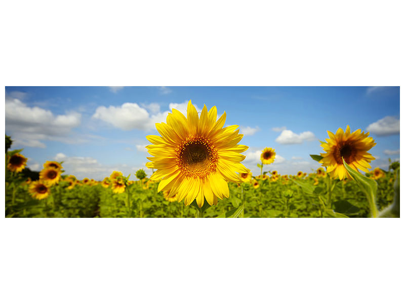 panoramic-canvas-print-summer-sunflowers