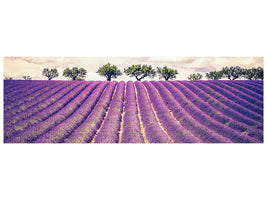 panoramic-canvas-print-the-lavender-field-ii