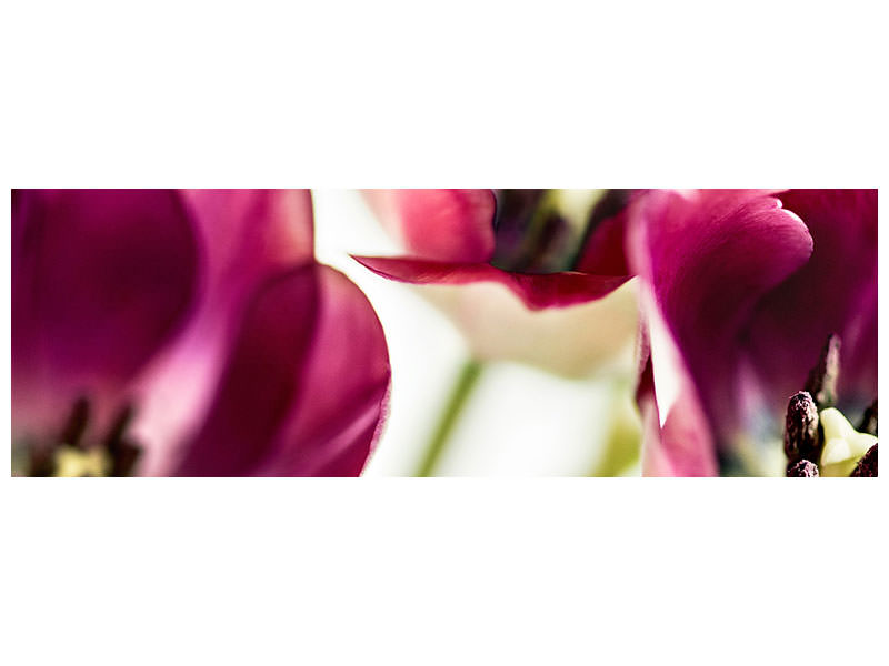 panoramic-canvas-print-tulip-iv