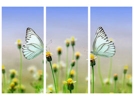 3-piece-canvas-print-2-butterflies