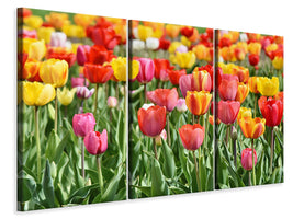 3-piece-canvas-print-a-colorful-tulip-field