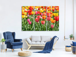 3-piece-canvas-print-a-colorful-tulip-field