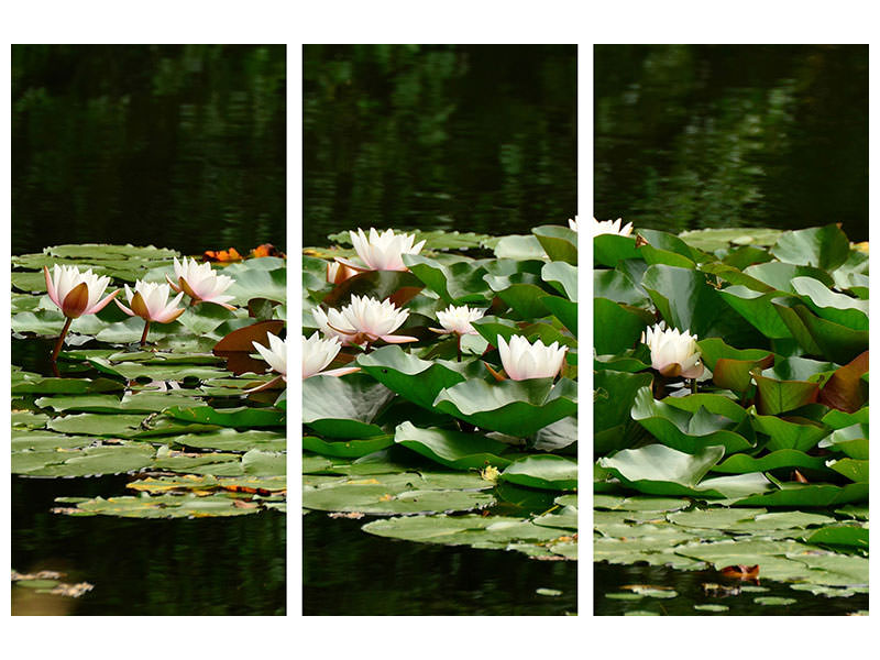 3-piece-canvas-print-a-field-full-of-water-lilies