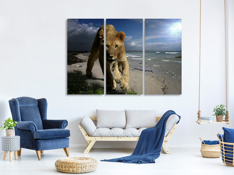 3-piece-canvas-print-a-lioness-on-the-beach