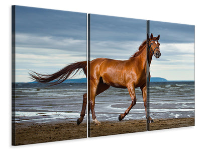 3-piece-canvas-print-a-thoroughbred-at-the-sea