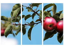 3-piece-canvas-print-apple-on-the-tree