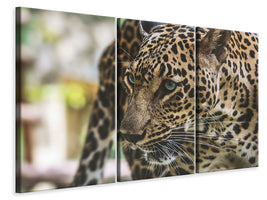 3-piece-canvas-print-attention-cat