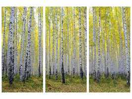 3-piece-canvas-print-autumnal-birch-forest