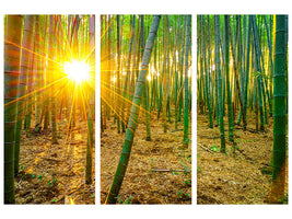 3-piece-canvas-print-bamboos