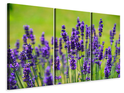 3-piece-canvas-print-beautiful-lavender