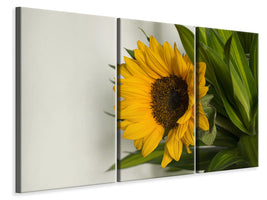 3-piece-canvas-print-beautiful-sunflower