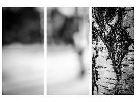 3-piece-canvas-print-birch-trunk