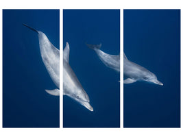 3-piece-canvas-print-bottlenose-dolphins