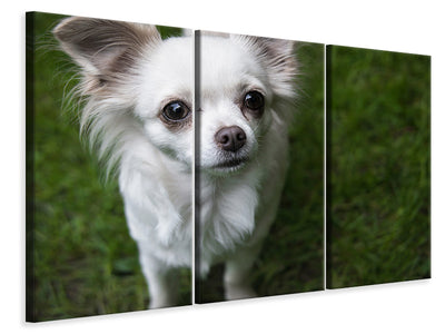 3-piece-canvas-print-chihuahua-look