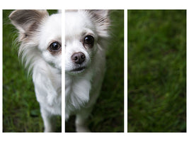 3-piece-canvas-print-chihuahua-look