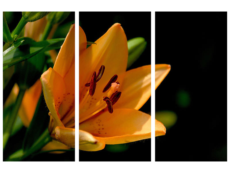3-piece-canvas-print-close-up-lily-in-orange
