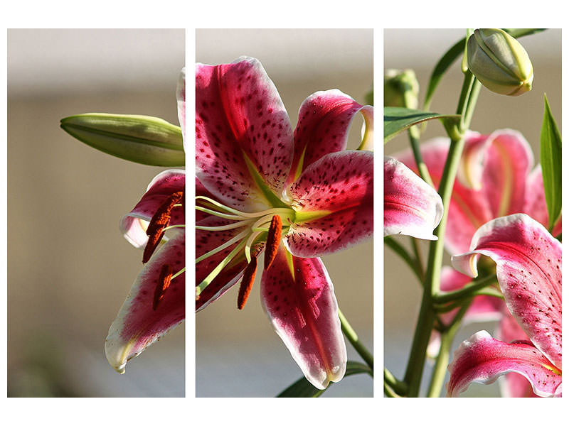 3-piece-canvas-print-close-up-lily-in-red