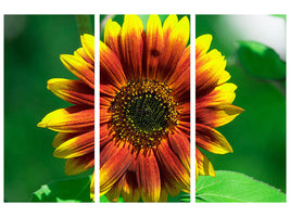 3-piece-canvas-print-colorful-sunflower