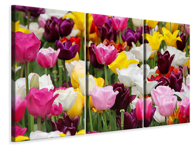 3-piece-canvas-print-colorful-tulip-field
