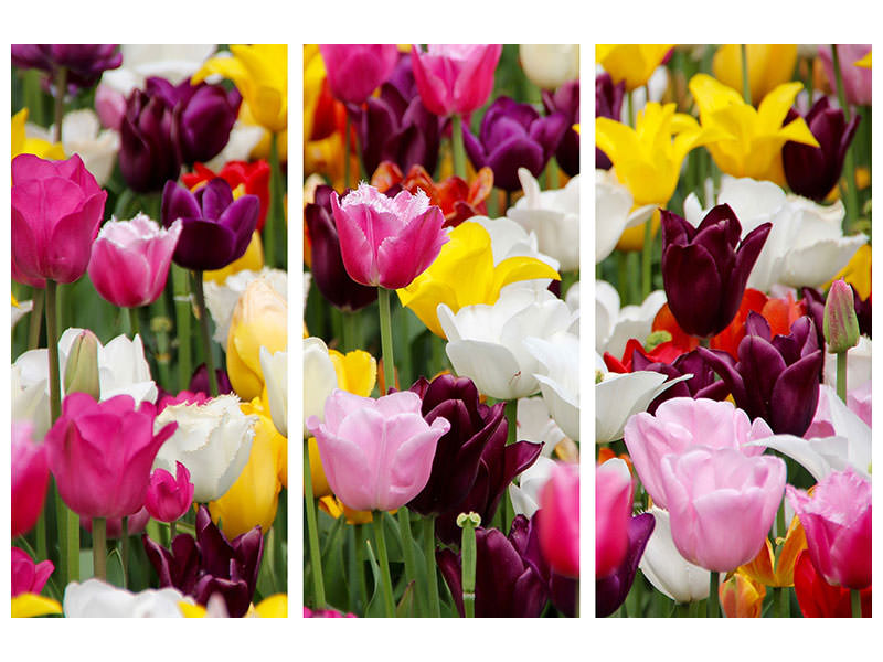 3-piece-canvas-print-colorful-tulip-field