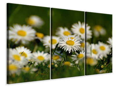 3-piece-canvas-print-daisies-xl-ii