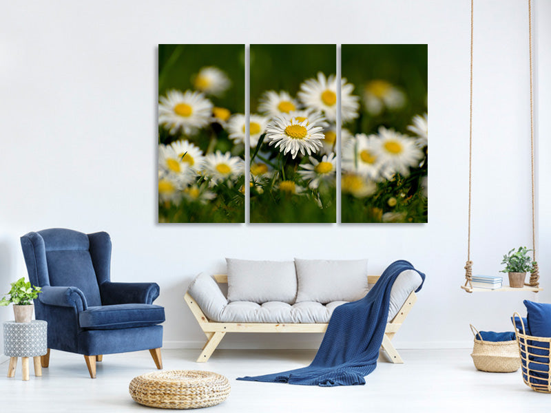 3-piece-canvas-print-daisies-xl-ii