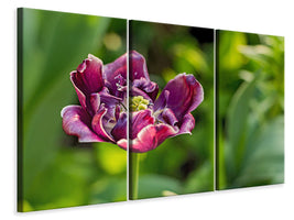 3-piece-canvas-print-dark-tulip-in-nature