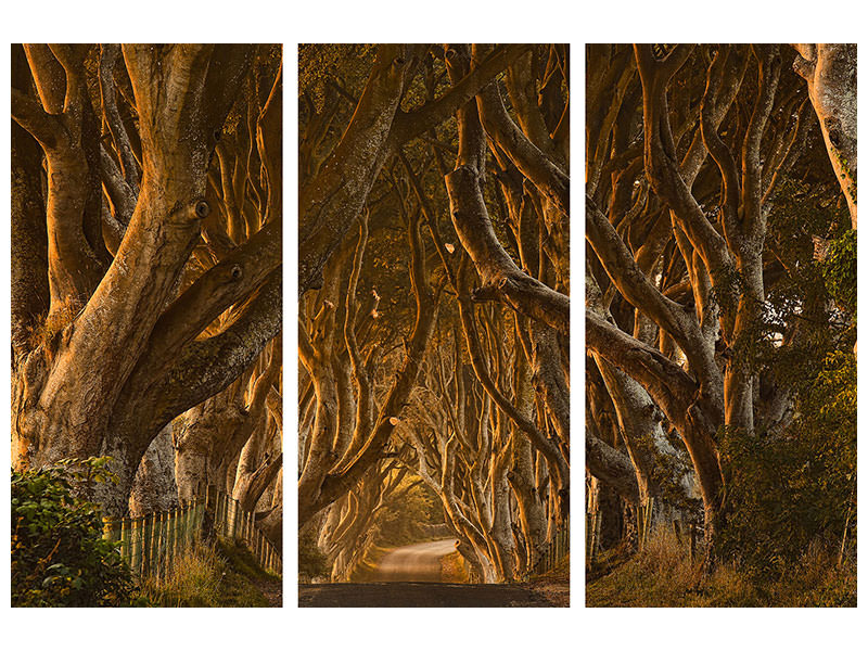 3-piece-canvas-print-early-morning-dark-hedges