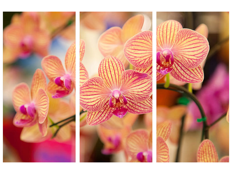 3-piece-canvas-print-exotic-orchids