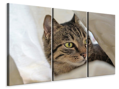3-piece-canvas-print-favorite-cat