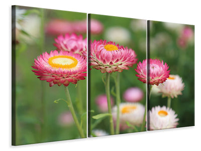 3-piece-canvas-print-flowers-of-spring