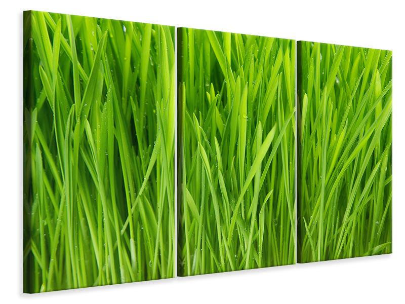 3-piece-canvas-print-grass-in-morning-dew