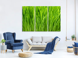 3-piece-canvas-print-grass-in-morning-dew
