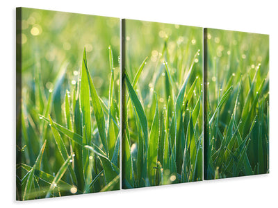 3-piece-canvas-print-grass-with-morning-dew-xl