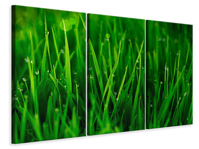 3-piece-canvas-print-grass-with-morning-dew