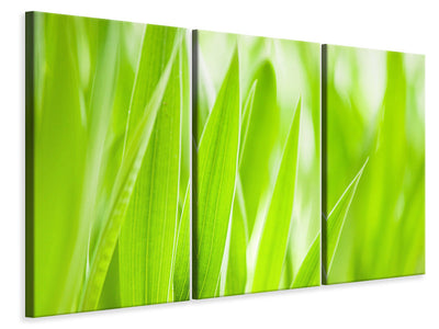 3-piece-canvas-print-grass-xxl
